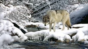 Preview wallpaper water, river, snow, spring, wolf