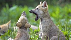 Preview wallpaper wolf cubs, cubs, wolf, grass, couple