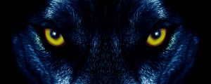 Preview wallpaper wolf, eyes, predator, sight