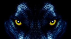 Preview wallpaper wolf, eyes, predator, sight