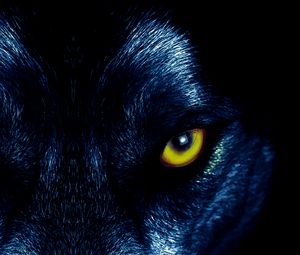 Preview wallpaper wolf, eyes, predator, sight