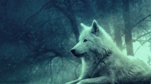 Preview wallpaper wolf, light, forest, wild, calm, peace