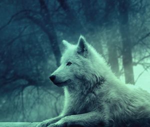 Preview wallpaper wolf, light, forest, wild, calm, peace