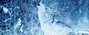 Preview wallpaper wolf, predator, howl, photoshop