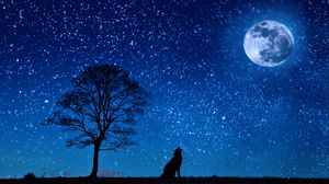 Preview wallpaper wolf, starry sky, tree, moon