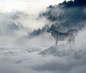 Preview wallpaper wolf, wolves, predators, fog, snow, mountains