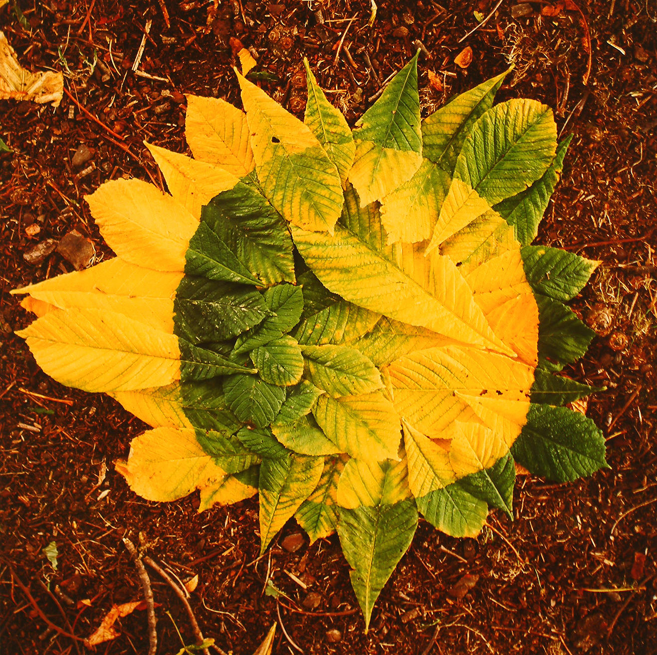 Andy Goldsworthy (British, born 1956) - auctions & price archive