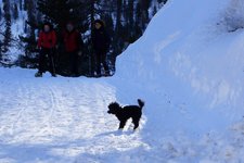 RS C schwarzer hund im schnee