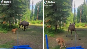 102620-tiktok-moose-primary