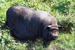 Signs a Potbelly Pig Is Ready to Have Babies