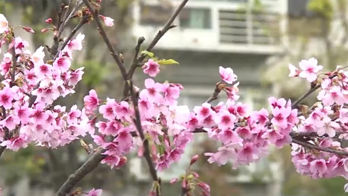 內湖「樂活夜櫻季」美炸 第一排住戶超崩潰：東湖人的災難