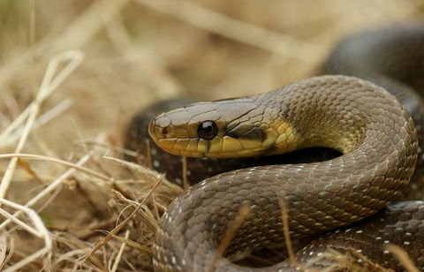 La lente disparition des serpents « est très grave »