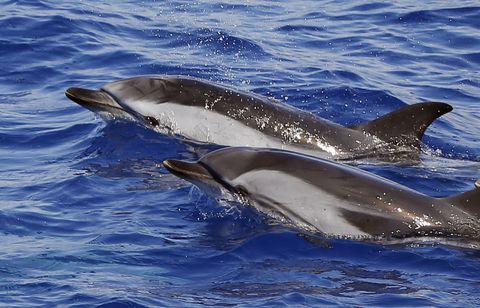 Les pêcheurs resteront encore à quai début 2025 pour protéger les dauphins