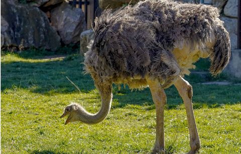 Une autruche s’échappe d’un zoo près de Bordeaux et course une fillette