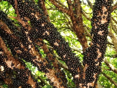 Jabuticaba deve ser comida com a casca; veja como é uma plantação de jabuticabas