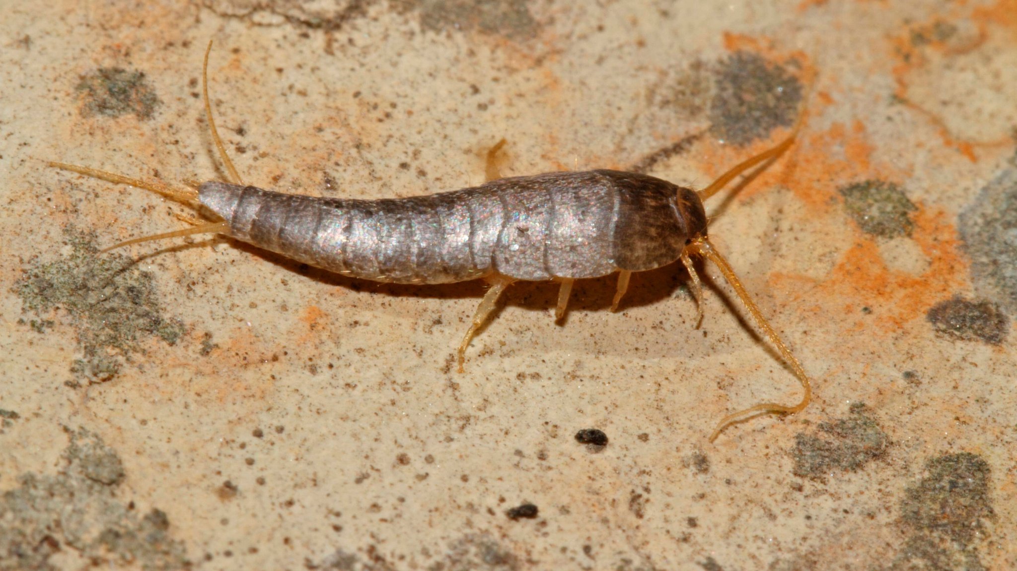 Was bedeutet es, wenn Silberfische im Haus sind?