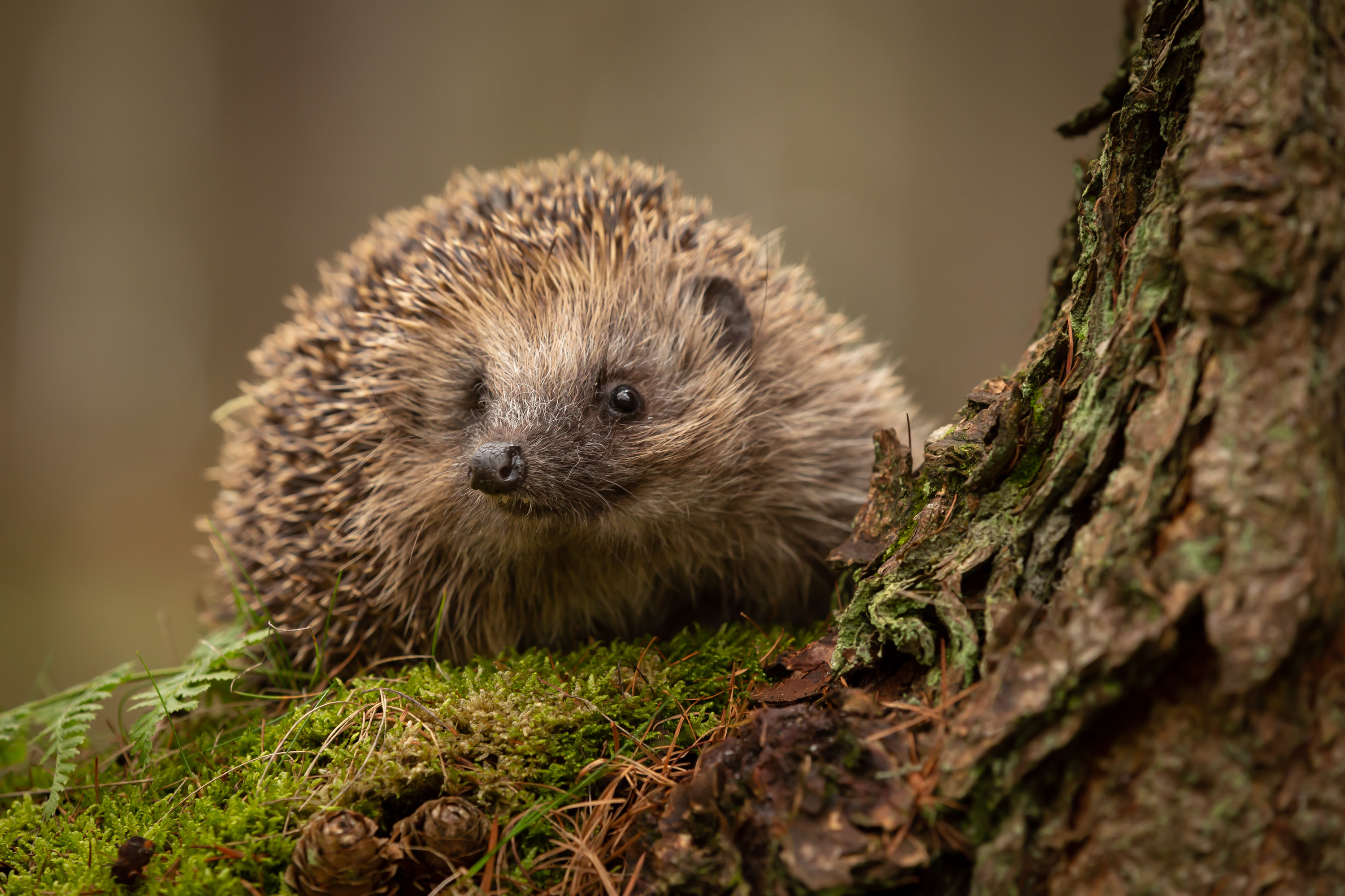 Hedgehog resting on mossy ground by a tree trunk