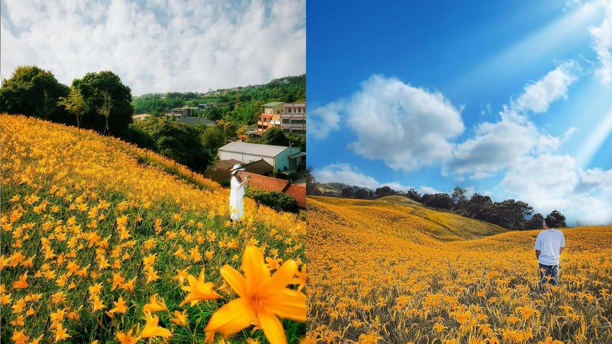 投資秋天假期出發全台7個金針花景點！造訪8-10月滿山坡的金黃景色