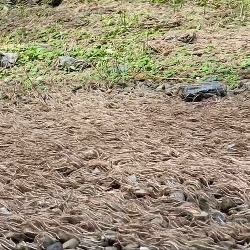 苗栗驚見馬陸大遷徙！網心驚「可能會地震」，雪霸休閒農場揭真相