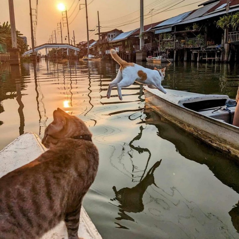 泰國曼谷的療癒新體驗：擼貓看夕陽的「貓貓船」登場！