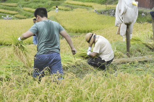 【鎌で稲を刈り、束にまとめる参加者ら＝熊野市紀和町の丸山千枚田で】