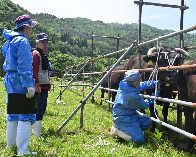 帰還困難区域内の小丸共同牧場で被ばく牛を飼育する渡部典一さん（左から２人目）。原発事故被災動物と環境研究会が定期的な調査を続けている＝１１日、福島県浪江町