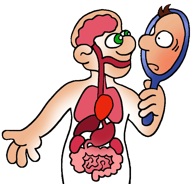 Digestive System Clipart