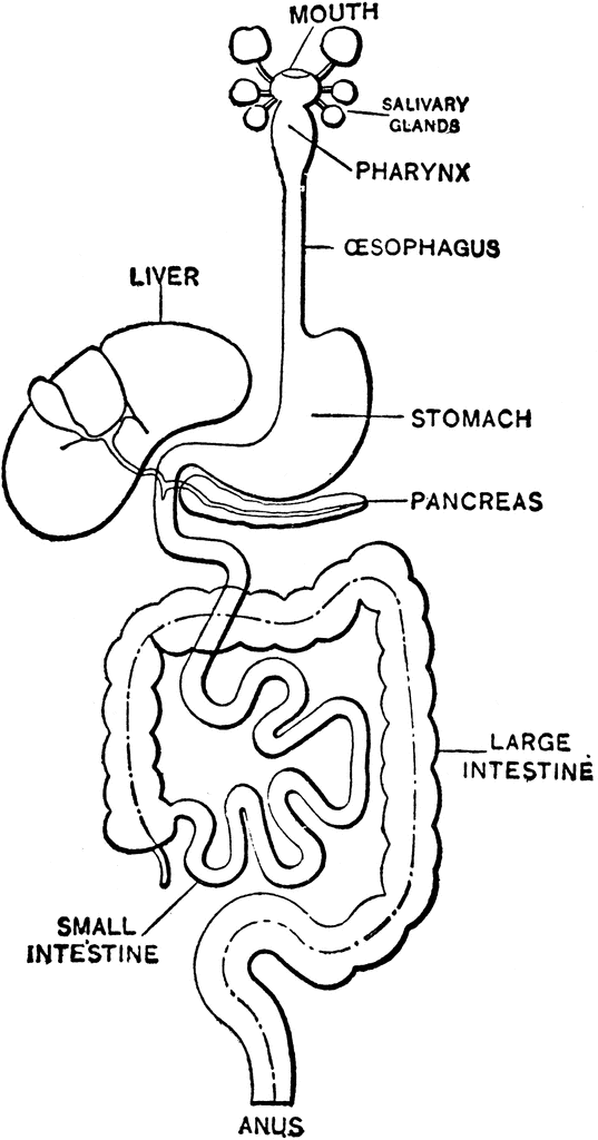 Clip Art Of The Digestive System-Clip Art of the Digestive System-3