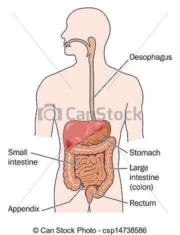 Digestive System Clip Art-Digestive System Clip Art-5