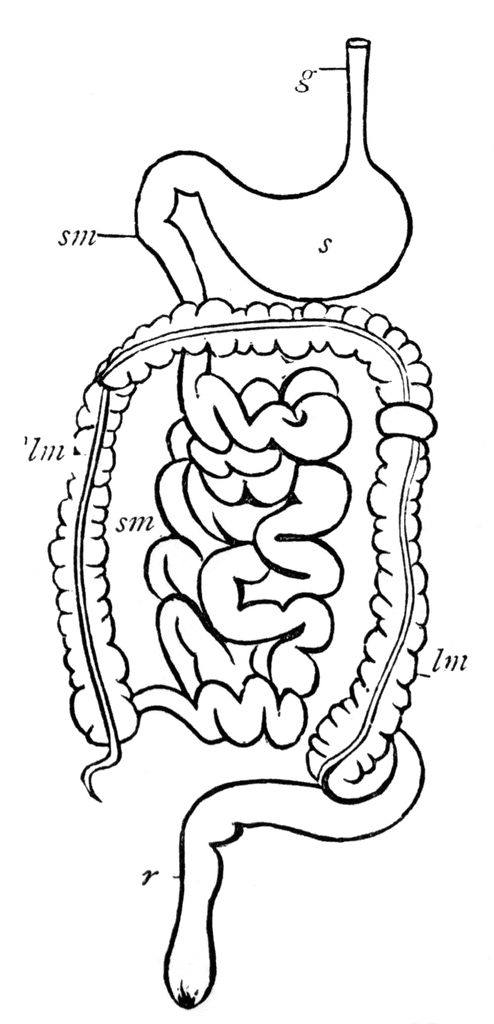 Digestive System Clipart Etc-Digestive System Clipart Etc-7