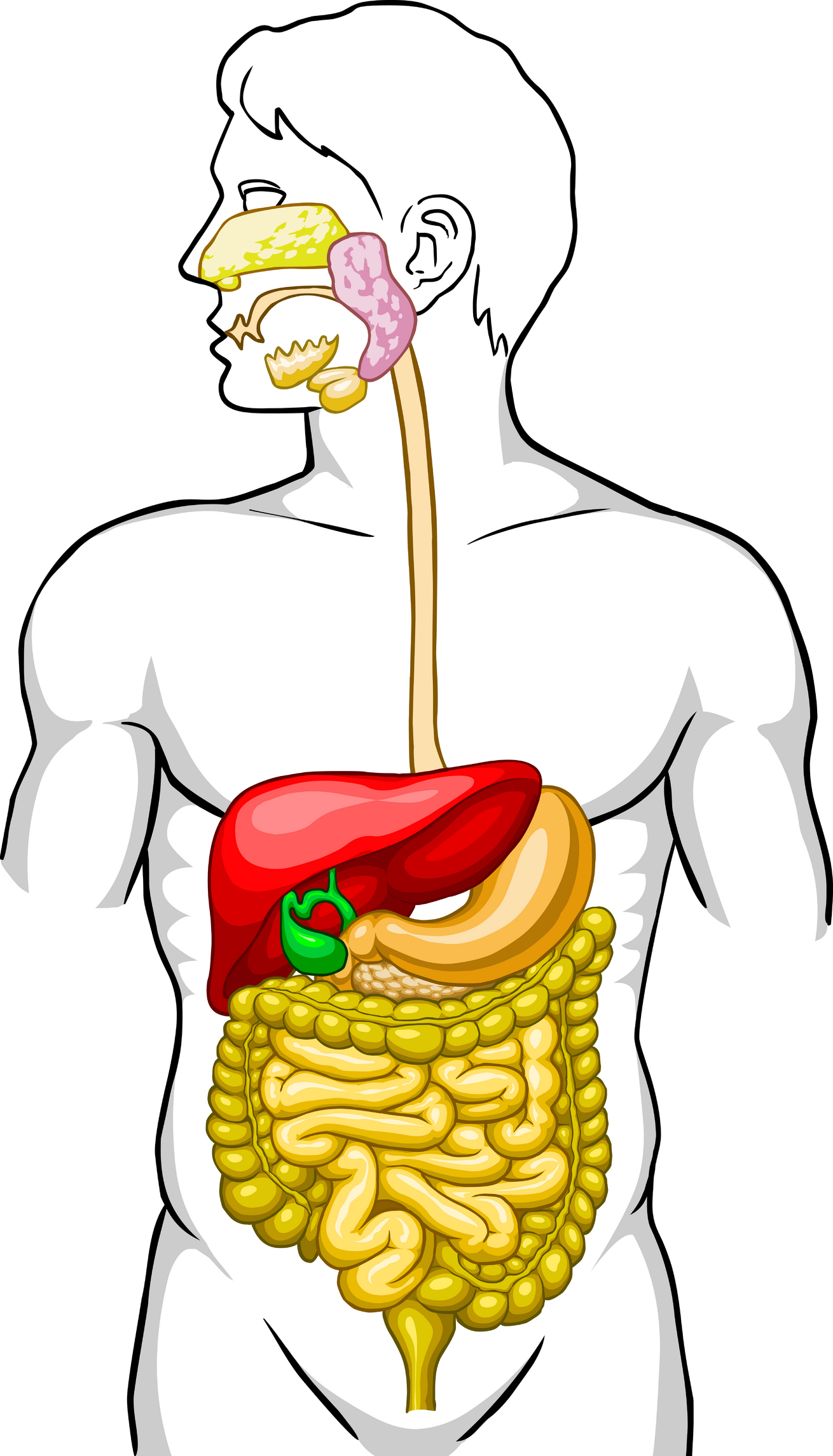 ... Digestive System Clipart - Clipartal-... Digestive System Clipart - clipartall ...-8