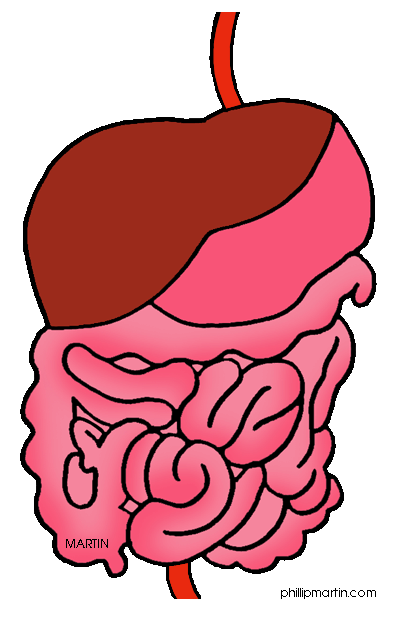 Digestive System-Digestive System-9