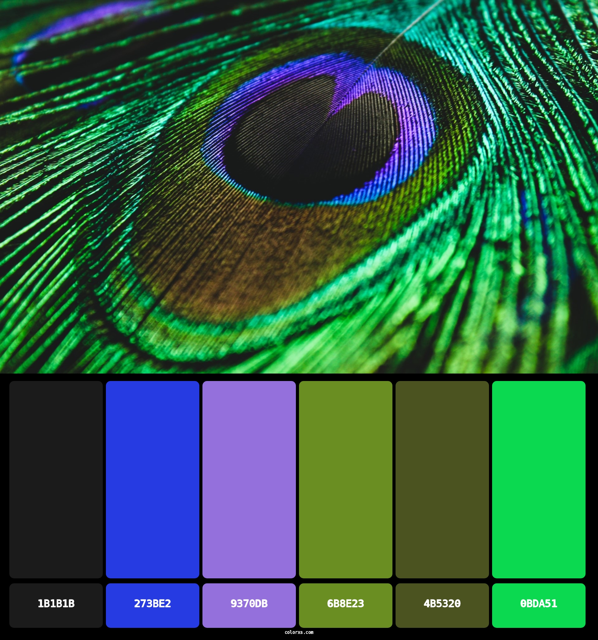 Colors of peacock feathers - Color Palette