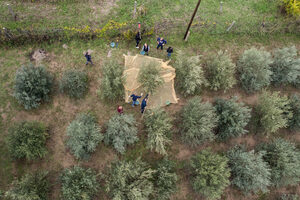 Фотогалерия: Испанските маслинови дървета намират нов дом в Унгария