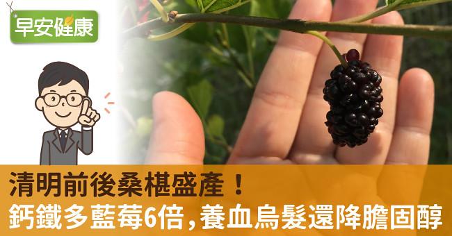 清明前後桑椹盛產！鈣鐵多藍莓6倍，養血烏髮還降膽固醇