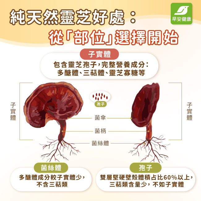 子實體包含較完整的純天然靈芝好處