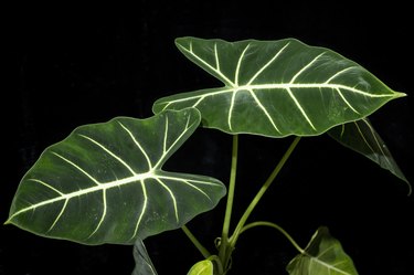 Alocasia 'Frydek' or Green Velvet Alocasia