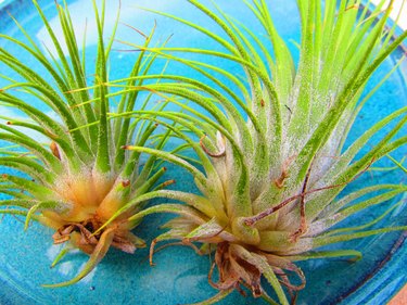 air plants