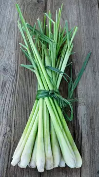 ​8 powerful health benefits of lemongrass you should know