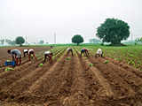 India bets on climate-resilient seeds for food security. But farmers see little value