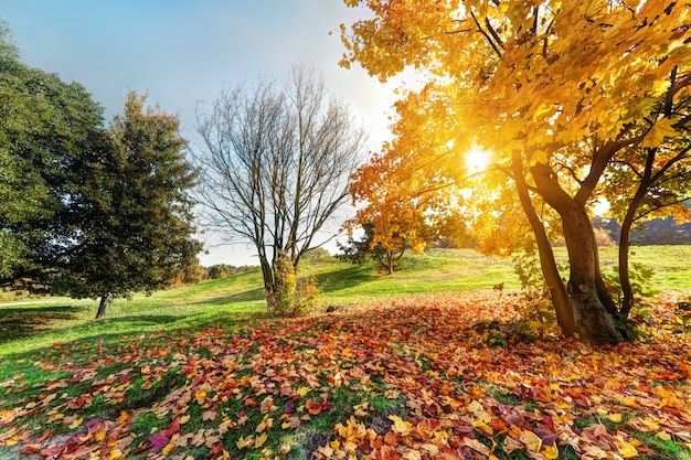 Parco al tramonto