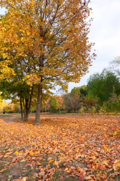 autunno nel parco