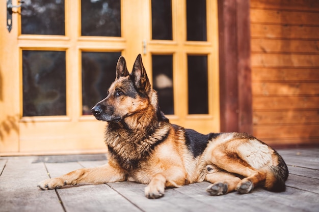 Cane da pastore tedesco sdraiato davanti a casa