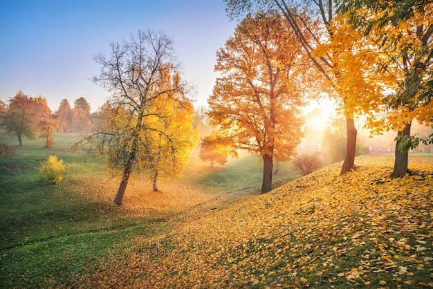 Raggi del sole attraverso alberi autunnali dorati in un burrone nel parco Tsaritsyno a Mosca