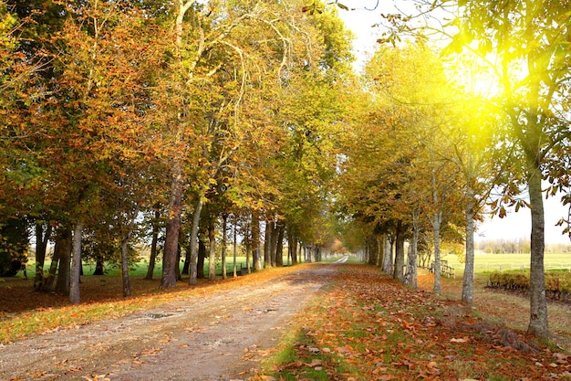 Vicolo autunnale che porta al vigneto