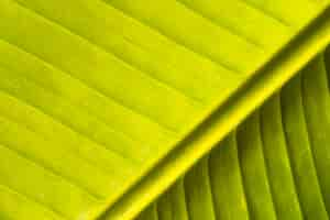 Foto gratuita foglia naturale della banana verde astratta