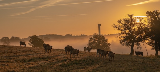 Foto gratuita incredibile scatto di un terreno agricolo con mucche al tramonto