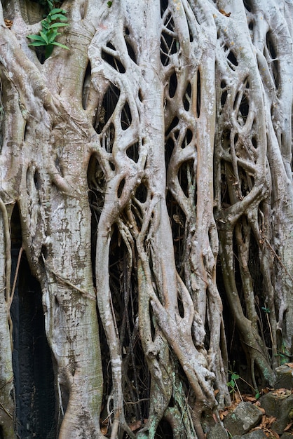 Foto gratuita angkor wat tempio e alberi