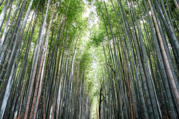 Foto gratuita foresta di bambù boschetti di arashiyama in giappone