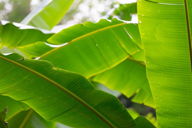 Foto gratuita sfondo di foglie di banana verde, foresta.